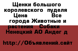 Щенки большого (королевского) пуделя › Цена ­ 25 000 - Все города Животные и растения » Собаки   . Ненецкий АО,Андег д.